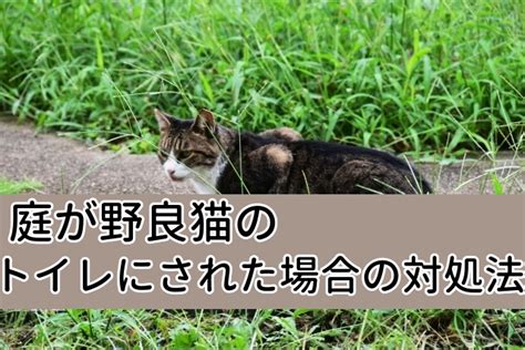 野良猫のトイレ：基礎知識