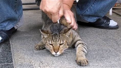 野良猫のノミで起こる深刻な問題