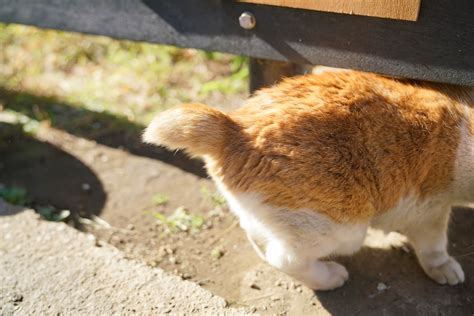 野良猫の中でしっぽが短い個体がみられるのはなぜでしょうか？