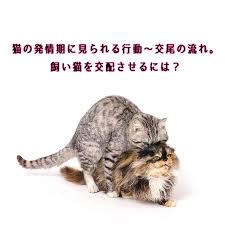 野良猫の交尾期：生態と対応策