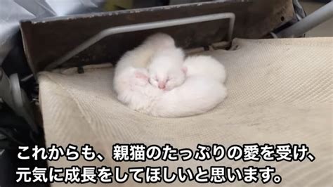 野良猫の出産