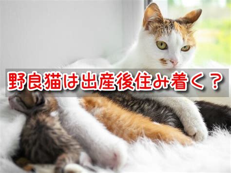 野良猫の出産時期とケアのポイント