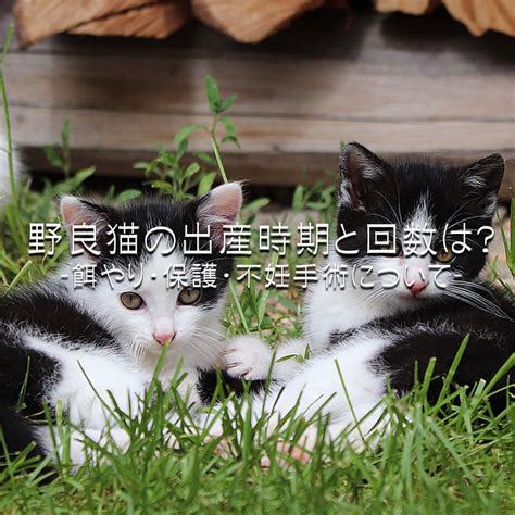 野良猫の出産時期と注意すべきポイント