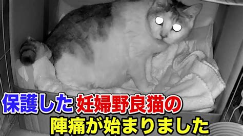 野良猫の妊娠