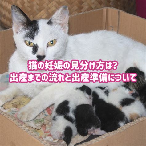 野良猫の妊娠〜お腹のふくらみから出産まで