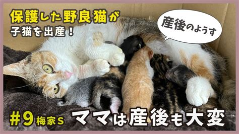 野良猫の妊娠と出産：お腹の張りや大きさの変化