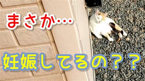 野良猫の妊娠について知っておくべきこと