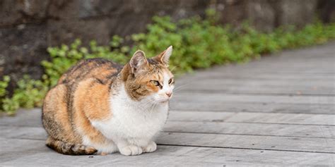 野良猫の妊娠の兆候と対処法