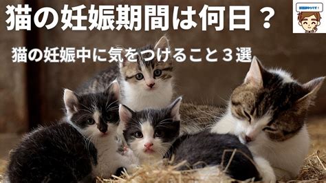 野良猫の妊娠期間はどれくらいですか？