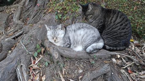 野良猫の寒さ対策