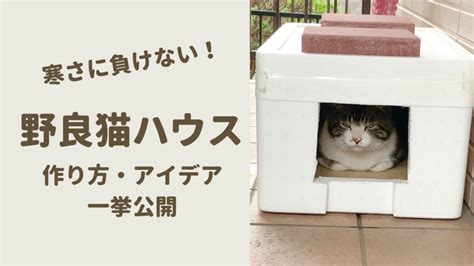 野良猫の寒さ対策：命を守るためのガイド