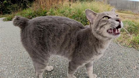 野良猫の尻尾の役割と、短い尻尾の特徴