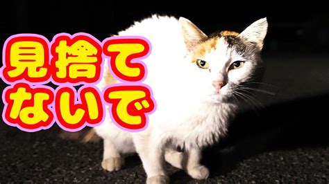 野良猫の病気の症状