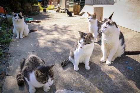 野良猫の病気の見分け方