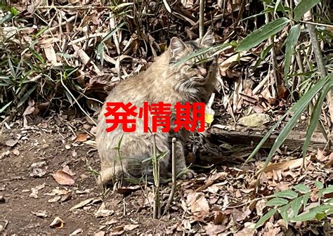 野良猫の発情期