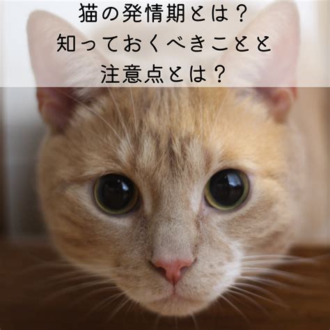 野良猫の発情期：知っておくべきことすべて