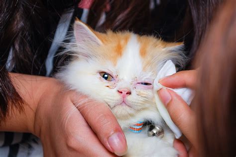 野良猫の目やにがひどい時、目が開かない場合の対処法