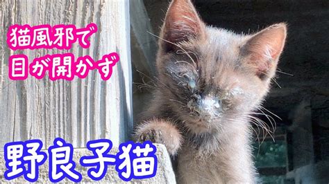 野良猫の目やにが原因で目が開かない場合の対処法