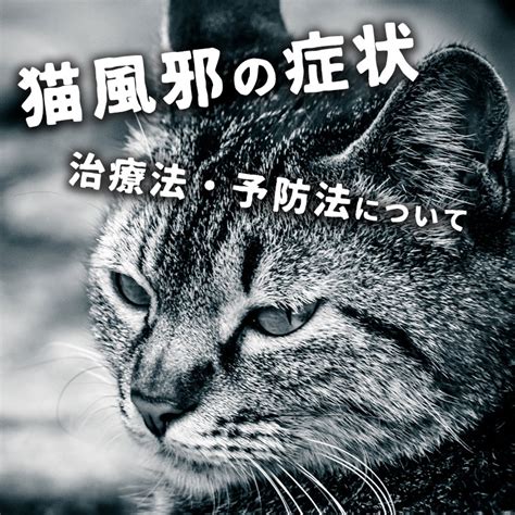 野良猫の目やに：原因、治療法、予防