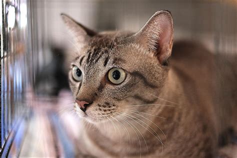 野良猫の目やに：見分け方、原因、対処法