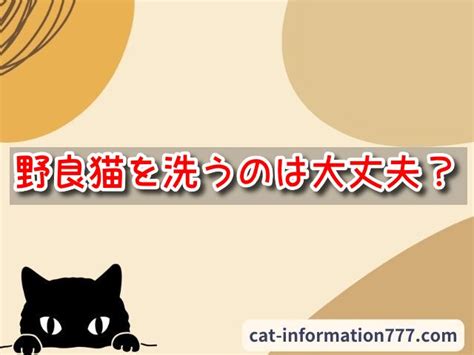 野良猫の触り方～衣服への対策～