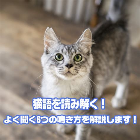 野良猫の鳴き声の意味を徹底解説