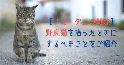 野良猫はノミだらけ？実は怖いノミの危険性と対策を徹底解説！