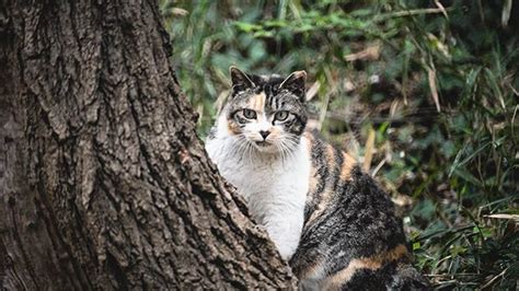 野良猫は外で生活しているため、怪我や病気のリスクが高くなります。