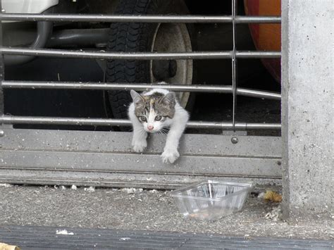 野良猫を保護してくれる団体 京都