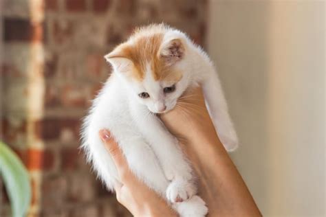 野良猫を安全かつ効果的に抱っこする方法