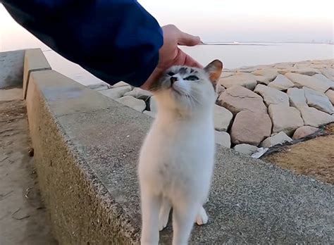 野良猫を撫でるための効果的な戦略