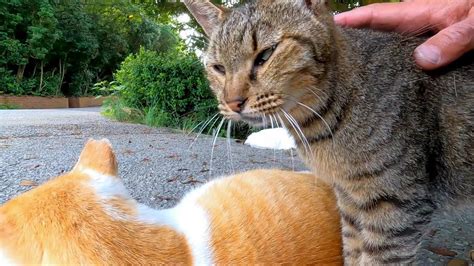 野良猫を撫でる：心温まる体験と注意事項