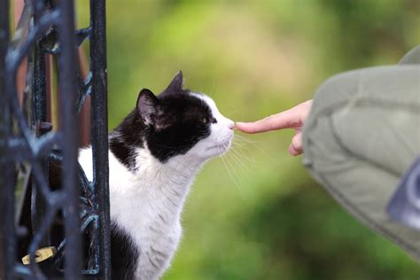 野良猫を触らせてもらえるコツ