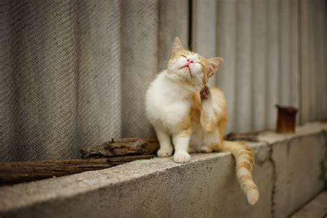 野良猫ノミうつる？