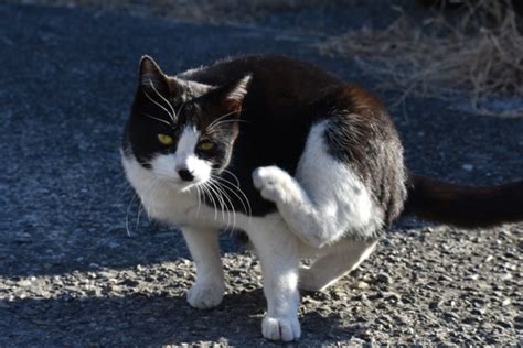 野良猫ノミの危険性