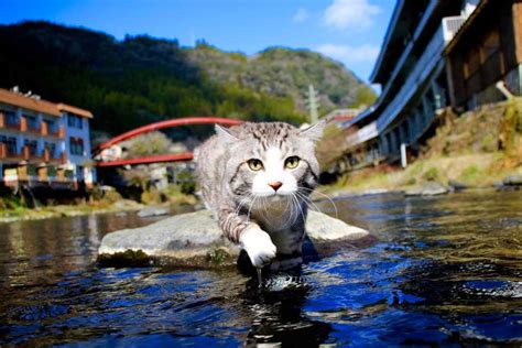 野良猫 ニャン吉を探訪