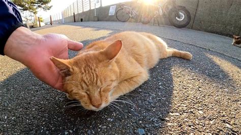 野良猫 撫でる