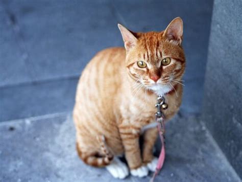 野良猫 毒餌がもたらす深刻な影響