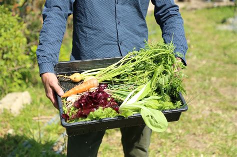 野菜の収穫体験：