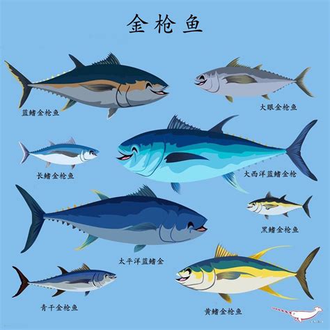 金槍魚：