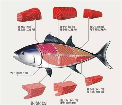 金槍魚：海洋中的美味與營養寶庫