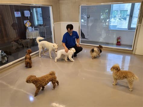 釜山西面범천 동물호텔에서 10,000마리의 행복한 멍멍이