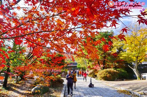 釜山 11 月 楓葉