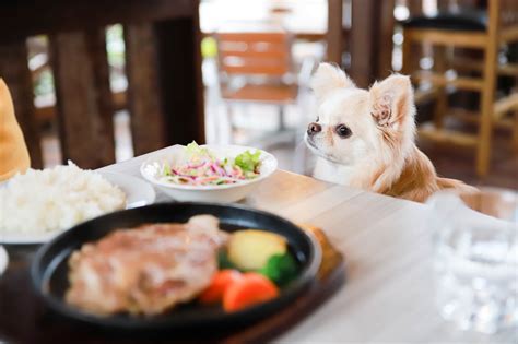 鈴鹿で愛犬と楽しめる！おすすめのドッグカフェ完全ガイド