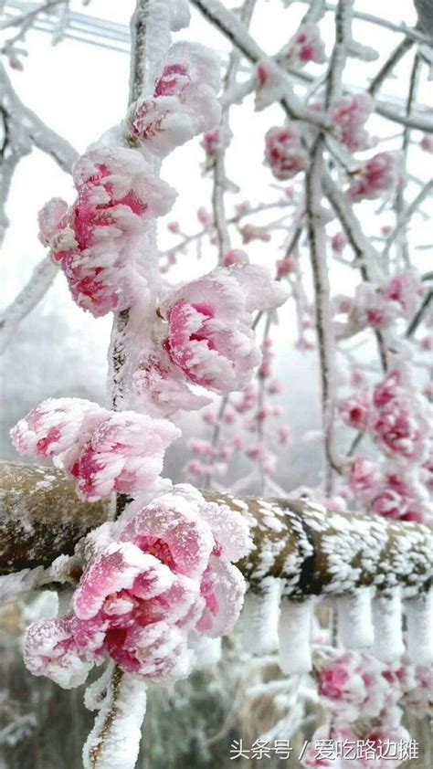 銀山的魅力：白雪皚皚的童話世界