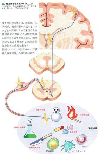 鎮痛作用: