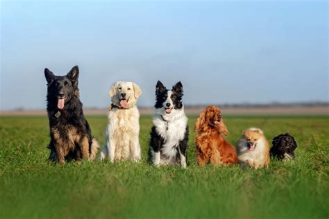 長生きする犬に共通する特徴