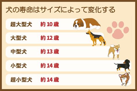 長生きする犬の特徴〜健康で幸せな長寿を目指すための10の秘訣