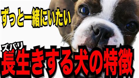 長生きする犬の秘密