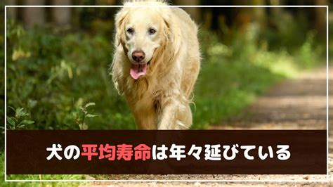 長生きする犬の秘密〜特徴と飼育のポイント〜